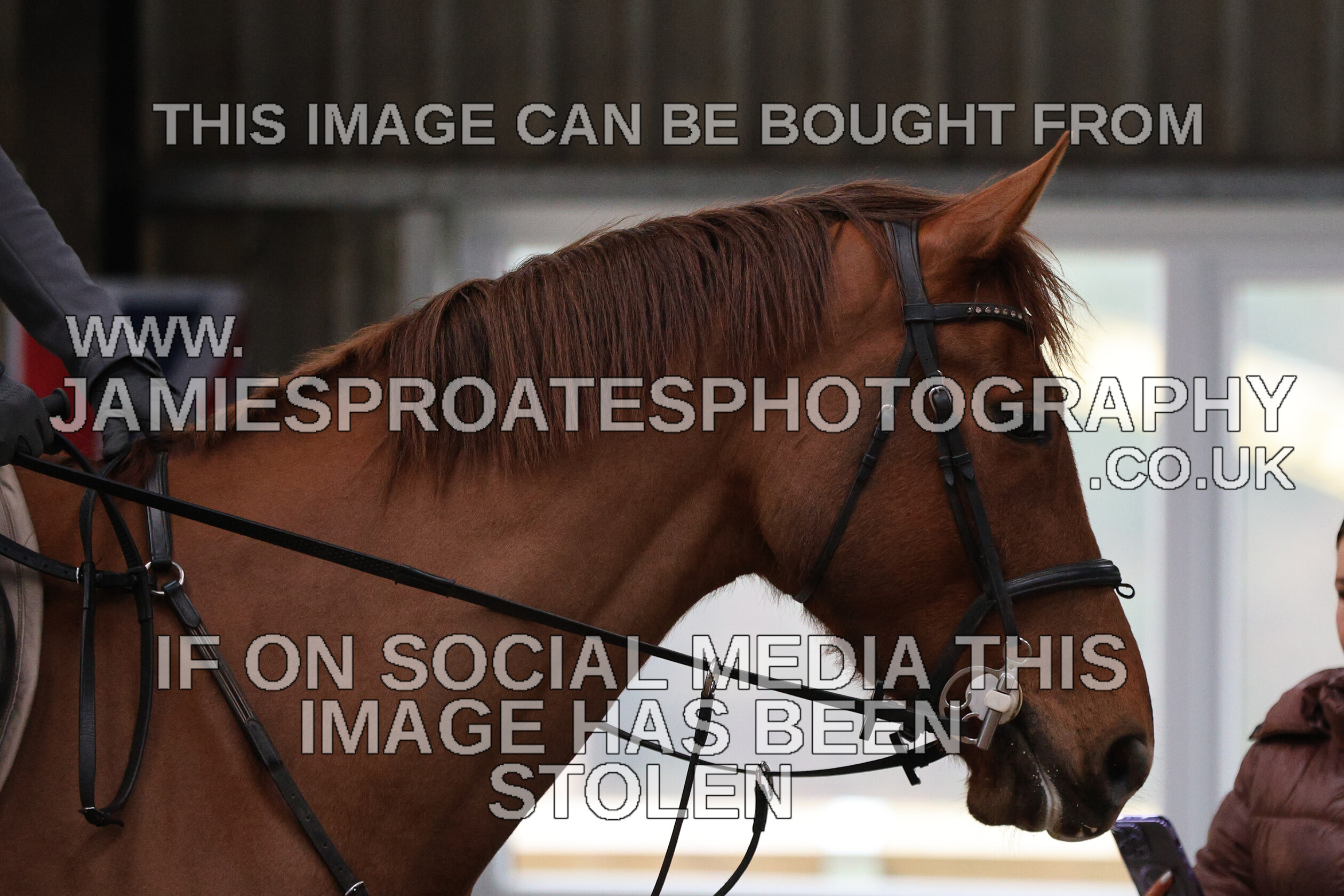 0002 6582 
 Keywords: "jamie sproates photography" showjumping" "holmside""bs"