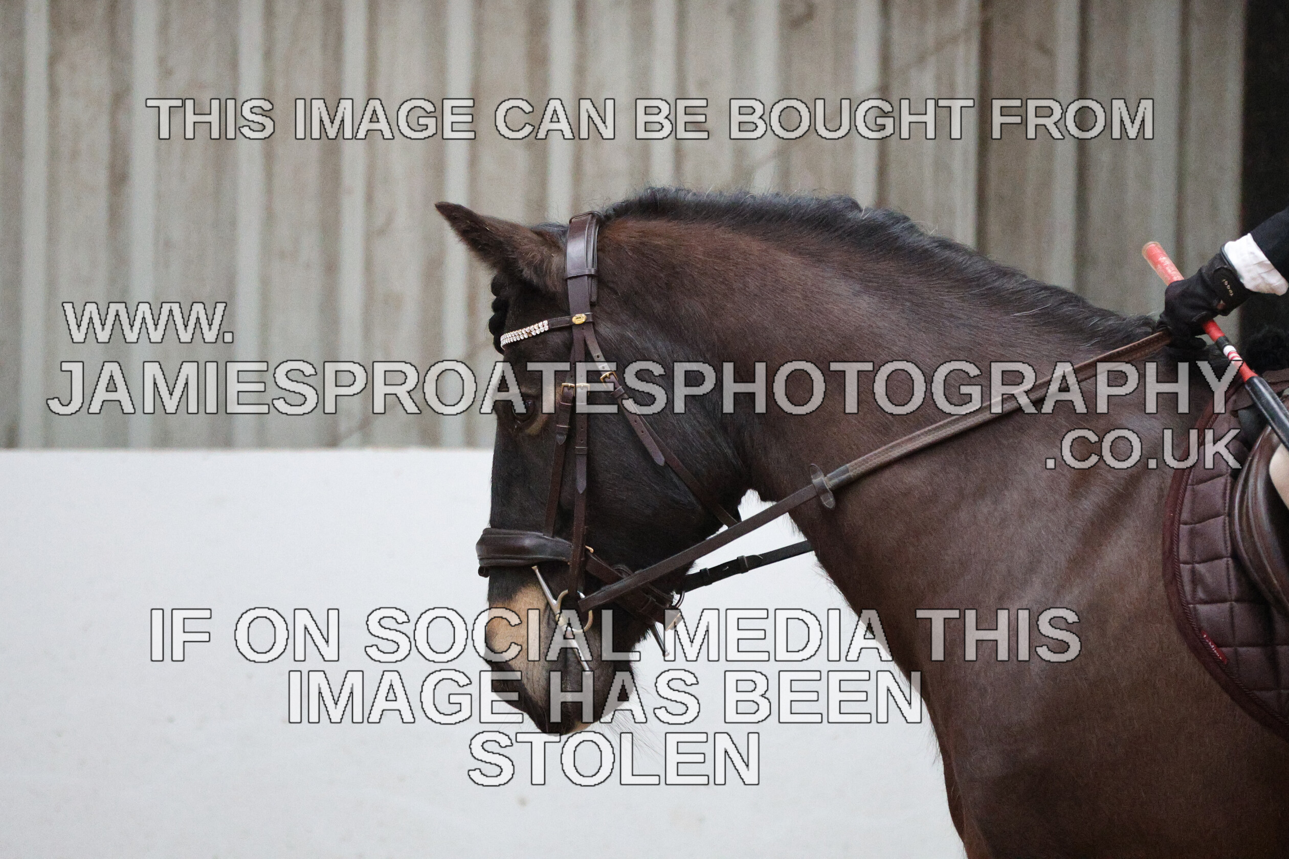 0002 6659 
 Keywords: "jamie sproates photography" showjumping" "holmside""bs"