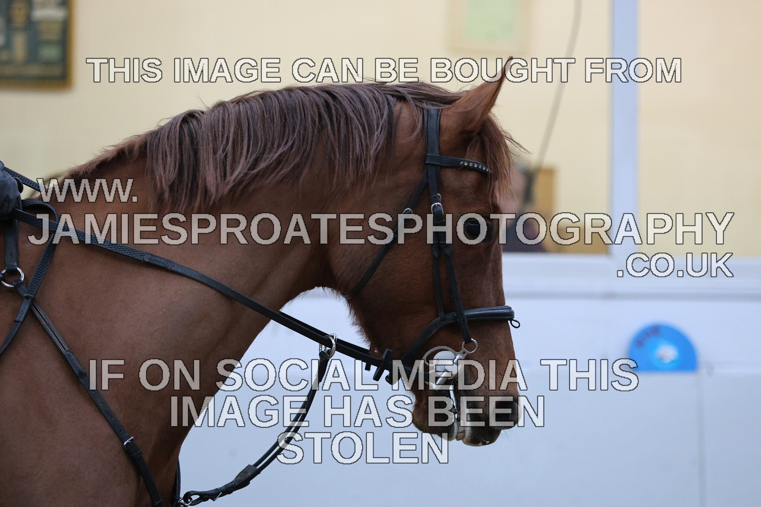 0002 6583 
 Keywords: "jamie sproates photography" showjumping" "holmside""bs"